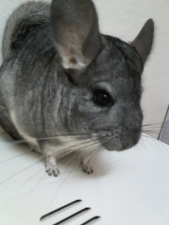 Cinza standart (femea)